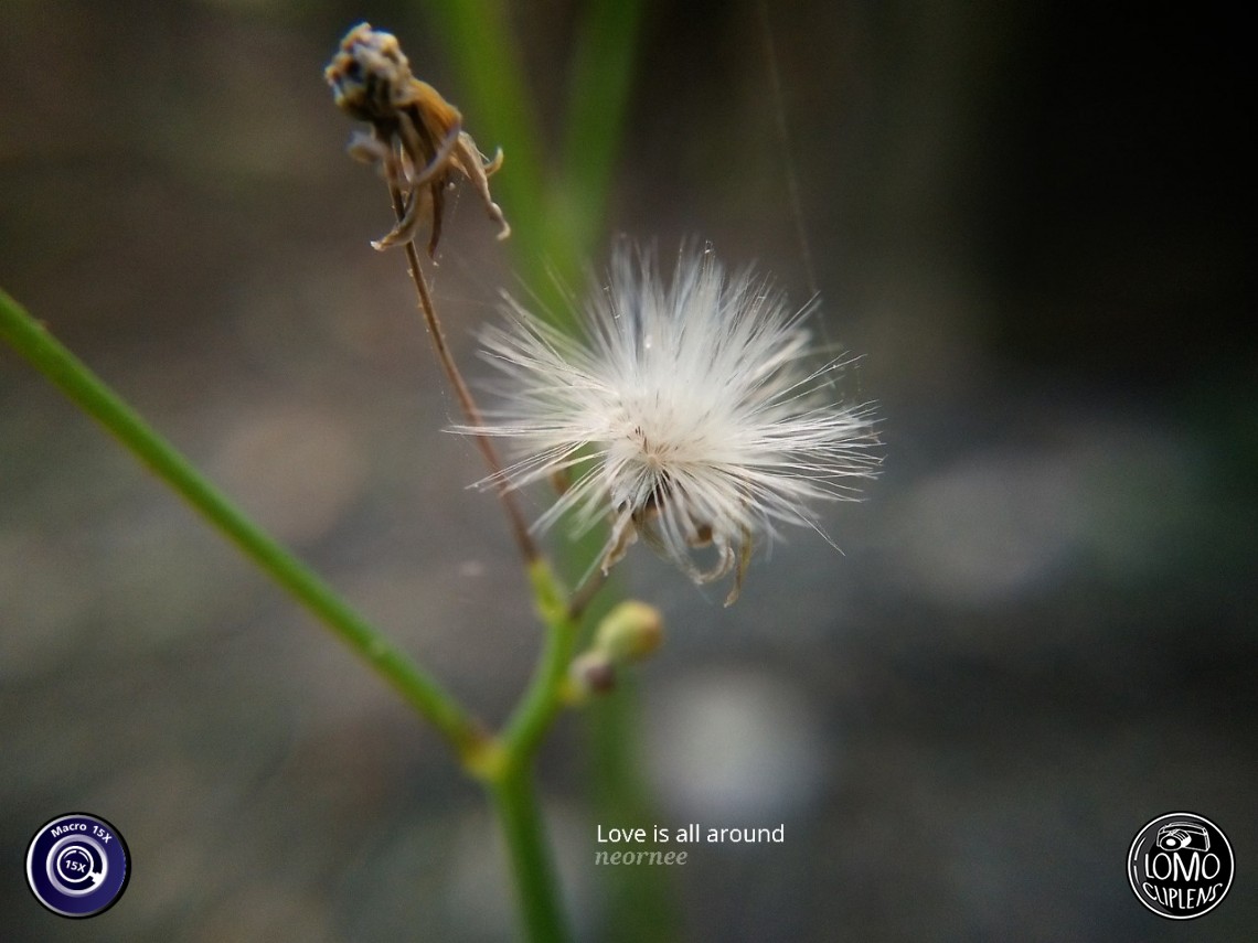 ชอบบมาากกกกกกกกค่ะ  ประเภทเลนส์ Macro Scope 15x  อุปกรณ์ที่ใช้ถ่ายรูป OPPO  รีวิวโดย Neornee Rnee