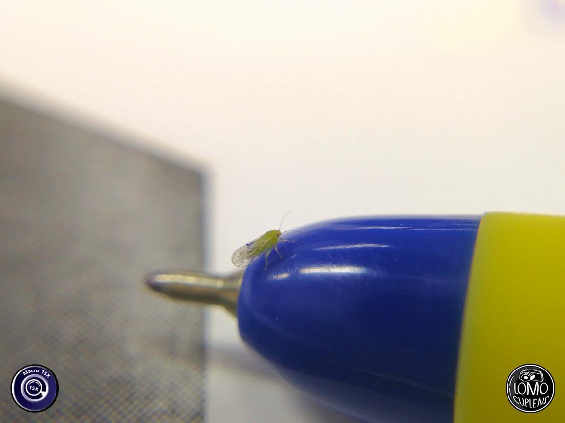 แมลงน้อยบนปากกา  ประเภทเลนส์ Macro Scope 15x  อุปกรณ์ที่ใช้ถ่ายรูป Huawei >> Mate 9  รีวิวโดย Minnie