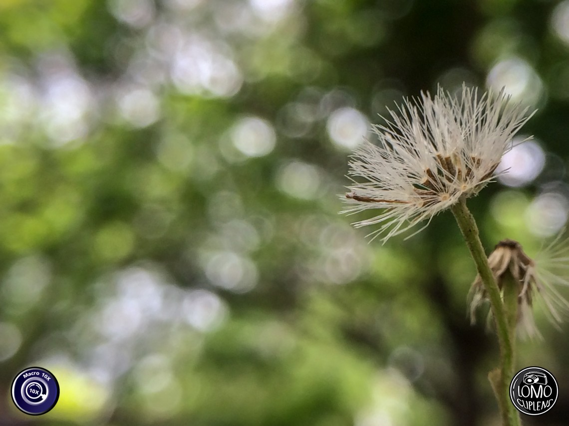 ทำโบเก้ ด้วยเลนส์มือถือง่ายๆ  ประเภทเลนส์ Macro Scope 10x  อุปกรณ์ที่ใช้ถ่ายรูป Apple >> iPhone 5s  รีวิวโดย SetUp