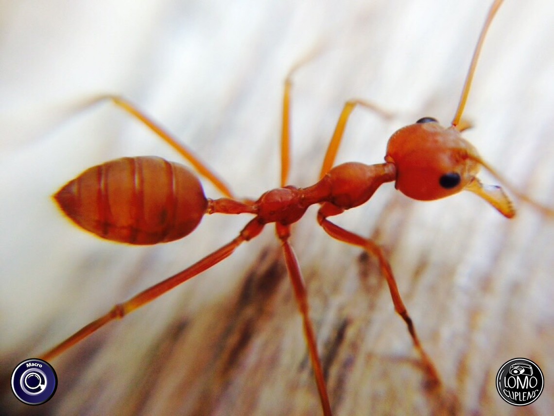 ขอบคุณรีวิวสวยๆจากคุณ Pond  ประเภทเลนส์ Macro (normal)  อุปกรณ์ที่ใช้ถ่ายรูป Apple >> iPhone 5