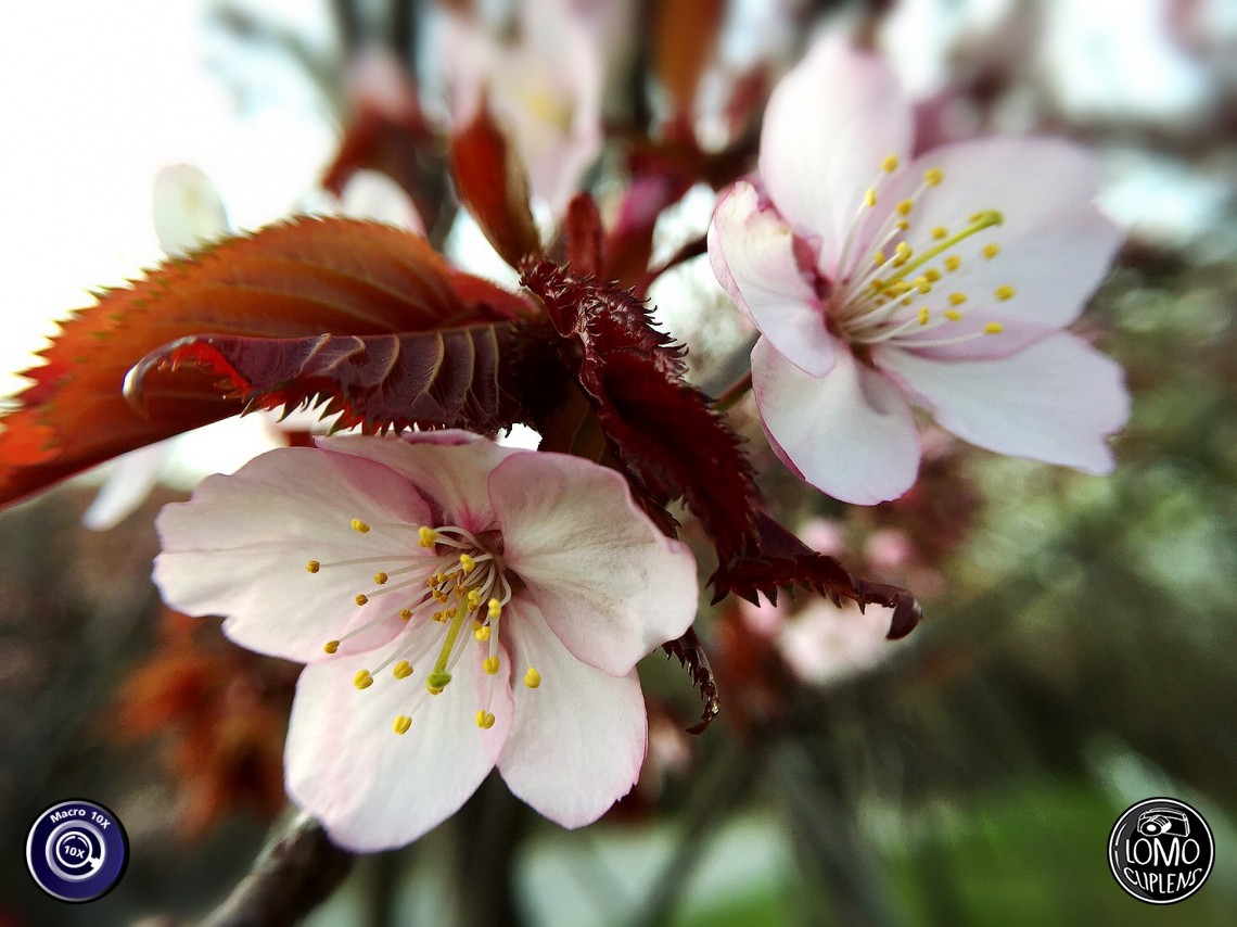 เก็บรูปสวยๆ จากญี่ปุ่นมากฝากจ้า  ประเภทเลนส์ Macro Scope 10x  อุปกรณ์ที่ใช้ถ่ายรูป Apple >> iPhone 6s  รีวิวโดย Yupaade