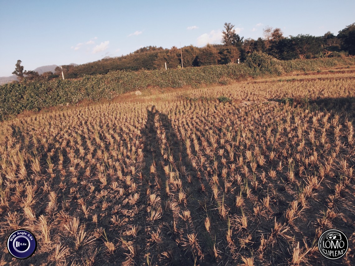 ทุ่งนาแสนสวย เห็นแล้วหลงรัก  ประเภทเลนส์ Wide Angle 0.6x  อุปกรณ์ที่ใช้ถ่ายรูป Apple >> iPhone 6  รีวิวโดย iSetUp