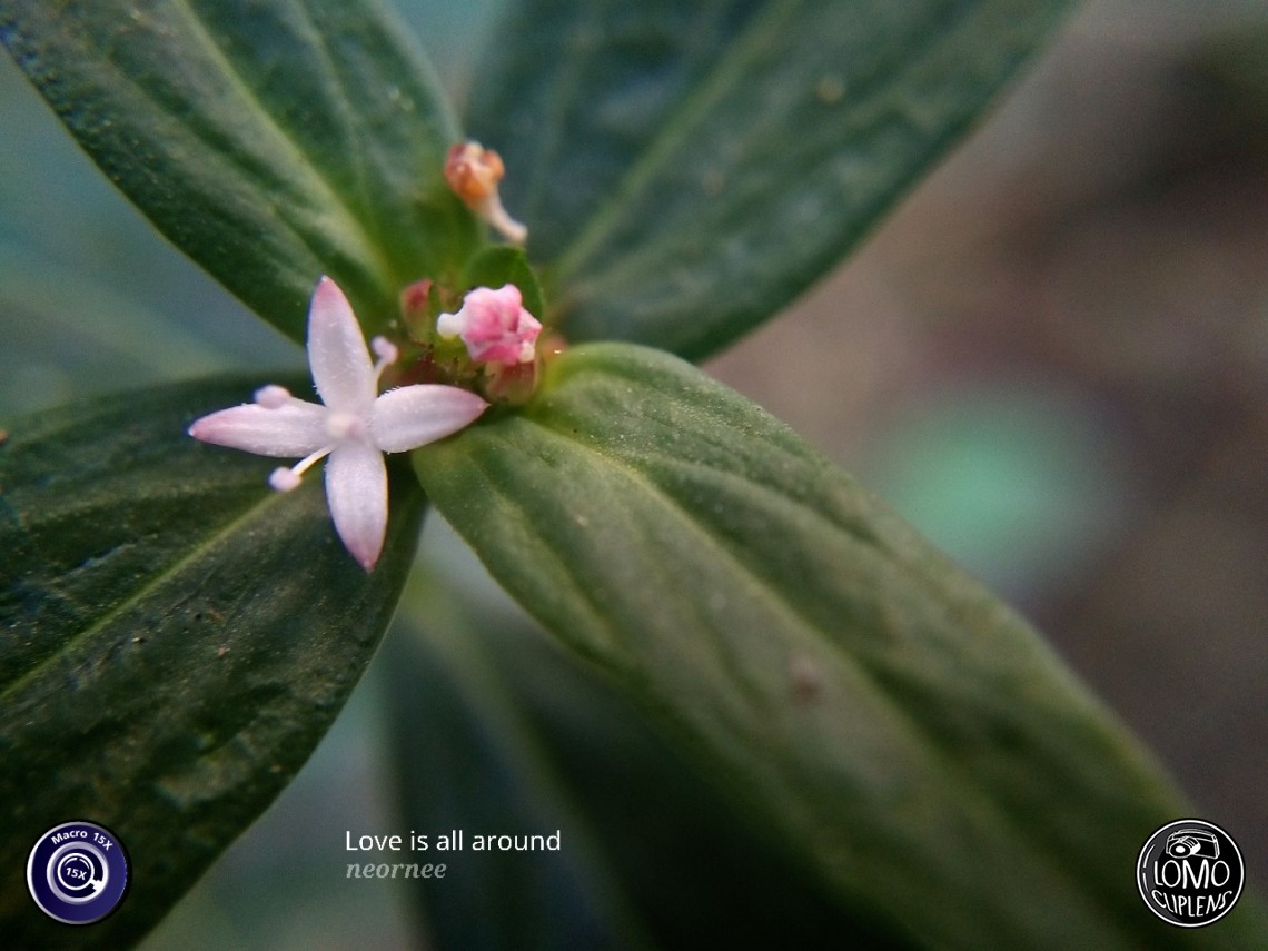 ชอบบมาากกกกกกกกค่ะ  ประเภทเลนส์ Macro Scope 15x  อุปกรณ์ที่ใช้ถ่ายรูป OPPO  รีวิวโดย Neornee Rnee