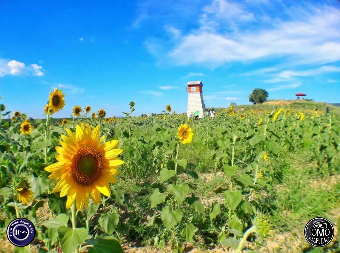 เก็บภาพสวยๆ มาฝากค่ะ  ประเภทเลนส์ Super Wide Angle 0.45x  อุปกรณ์ที่ใช้ถ่ายรูป Samsung >> Galaxy J7  รีวิวโดย Amisa