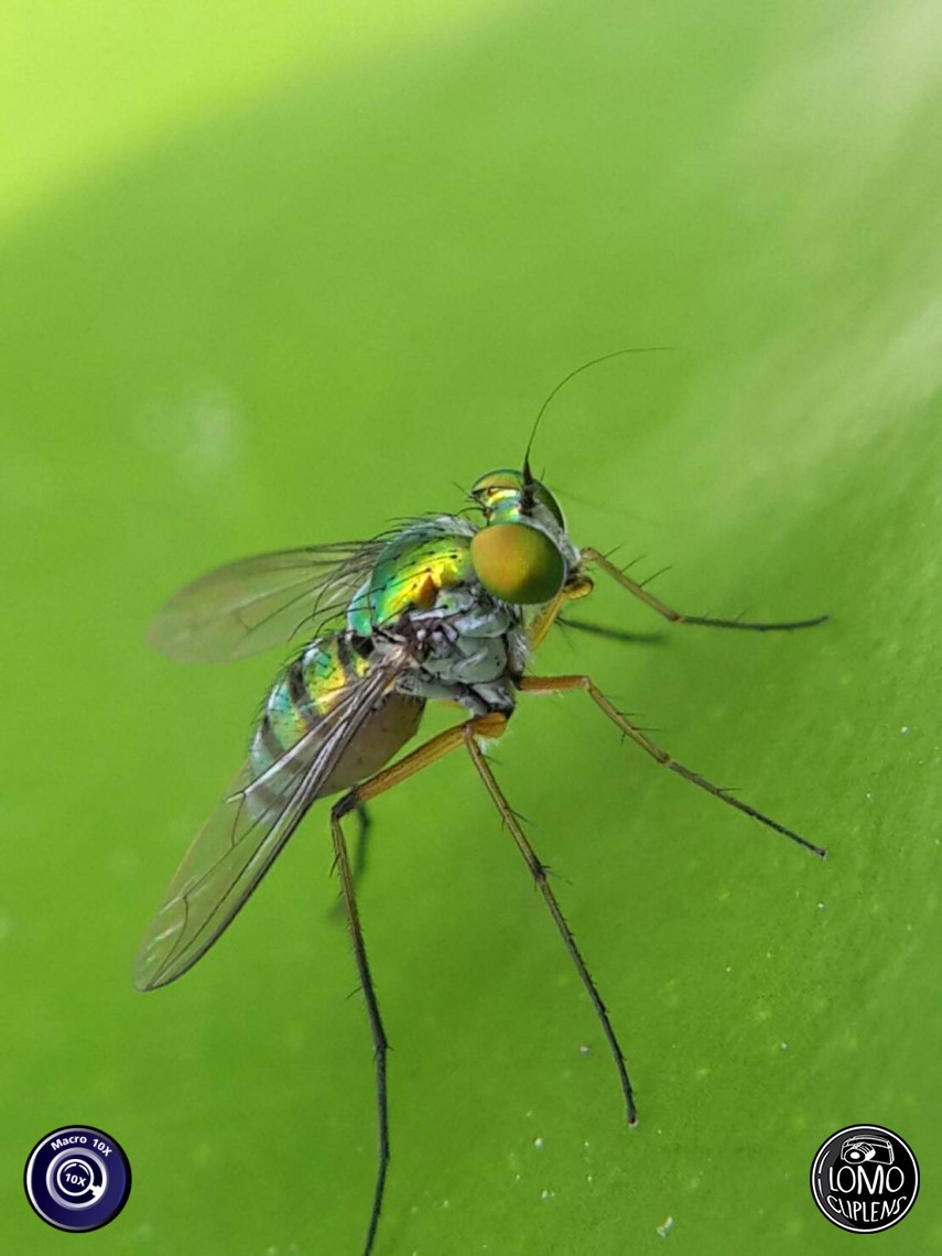 ไม่น่าเชื่อว่าภาพสวยๆแบบนี้ใช้มือถือถ่ายได้  ประเภทเลนส์ Macro Scope 10x  อุปกรณ์ที่ใช้ถ่ายรูป Samsung >> Galaxy S4  รีวิวโดย สุระสิทธิ์