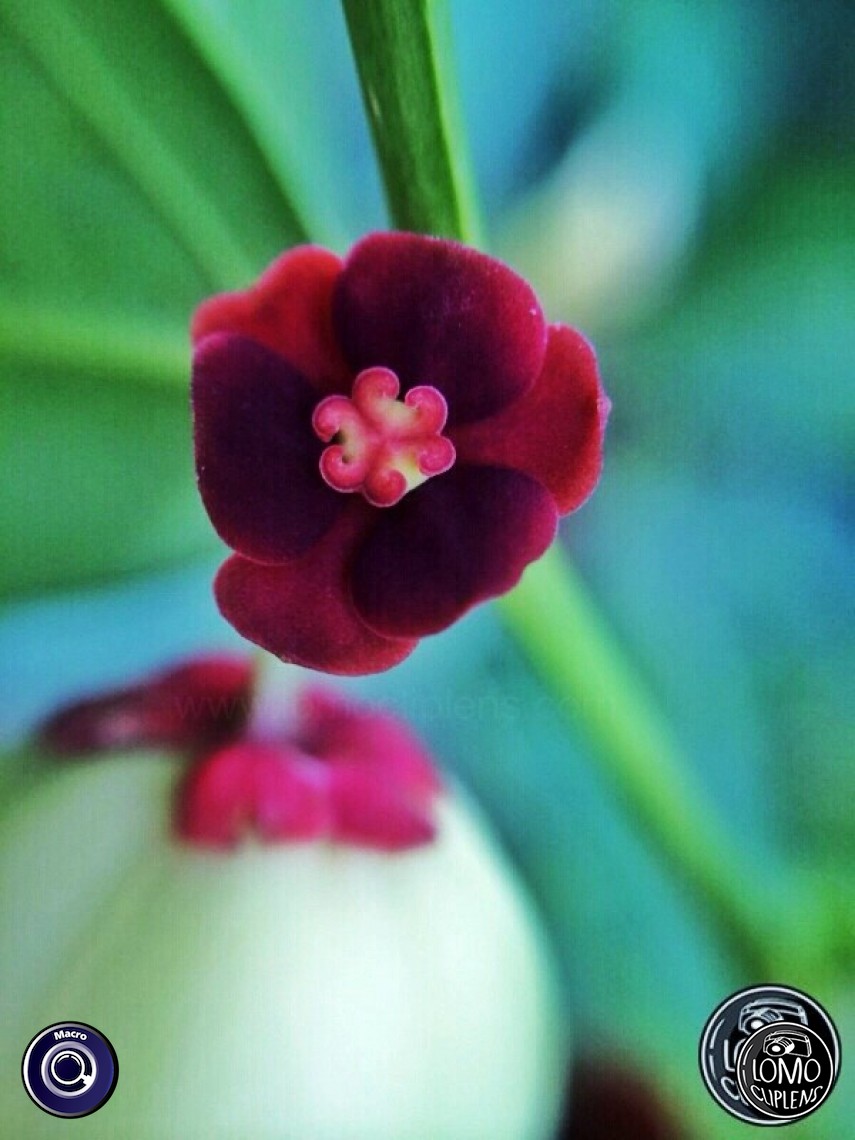 อวดรูปสวยๆจากมือถือ ถ่ายด้วยเลนส์มาโคร สวย ชัด เป๊ะ  ประเภทเลนส์ Macro (normal)