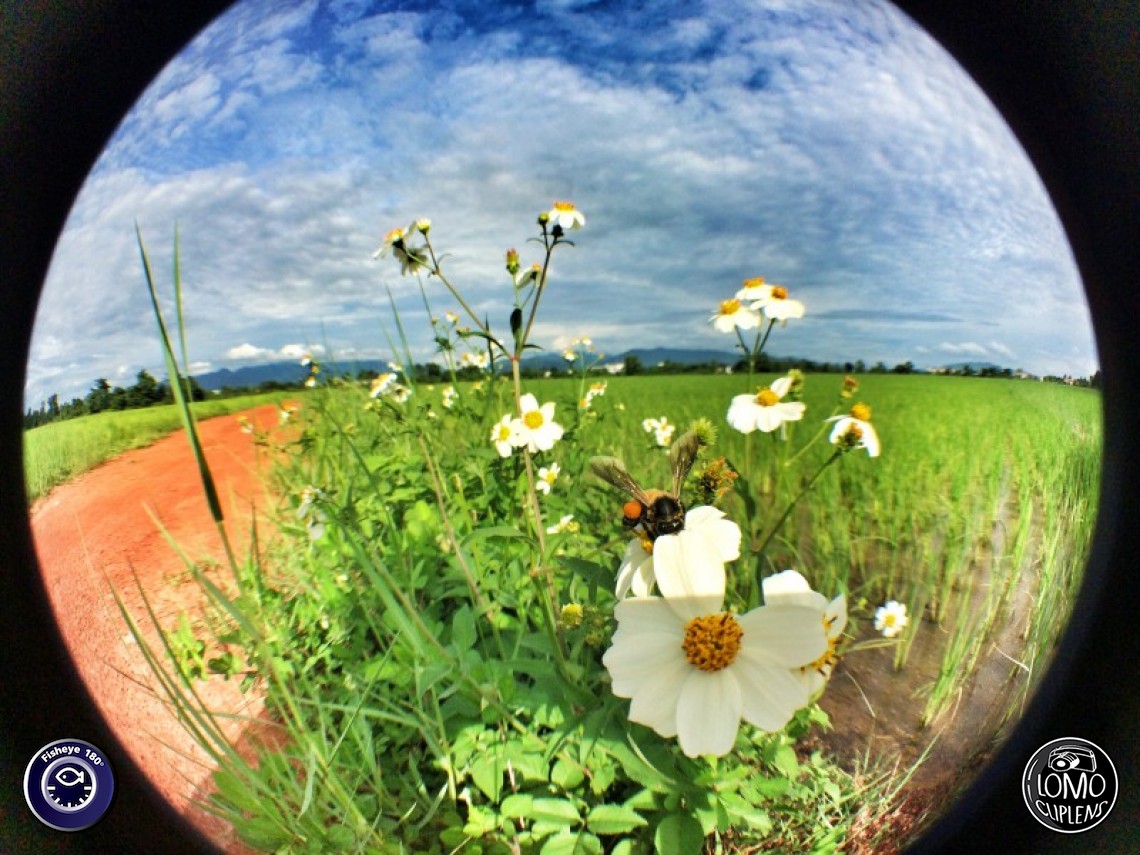 คิดถึงบ้าน  ประเภทเลนส์ Fisheye 180°