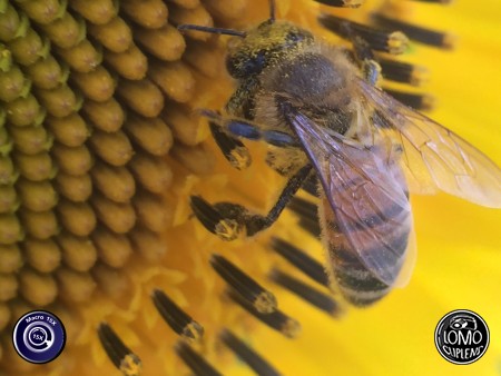 ดอกทานตะวัน กับผึ้งตัวน้อย  ประเภทเลนส์ Macro Scope 15x  อุปกรณ์ที่ใช้ถ่ายรูป Apple >> iPhone 6  รีวิวโดย iSetUp