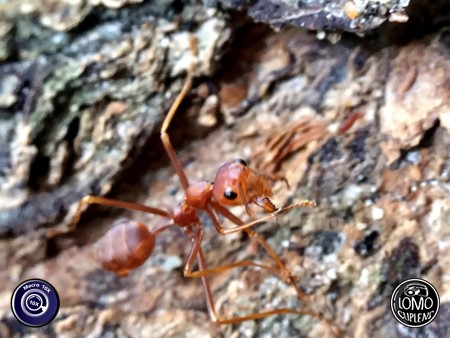 ตอนนี้มดแดงกำลังไปหาอาหาร  ประเภทเลนส์ Macro Scope 10x  อุปกรณ์ที่ใช้ถ่ายรูป Apple >> iPhone 5s  รีวิวโดย SetUp