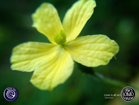 ชอบบมาากกกกกกกกค่ะ  ประเภทเลนส์ Macro Scope 15x  อุปกรณ์ที่ใช้ถ่ายรูป OPPO  รีวิวโดย Neornee Rnee