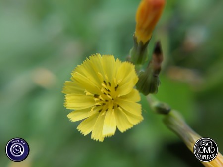 ดอกไม้จิ๋ว  ประเภทเลนส์ Macro Scope 15x  อุปกรณ์ที่ใช้ถ่ายรูป Huawei >> Mate 9  รีวิวโดย Minnie