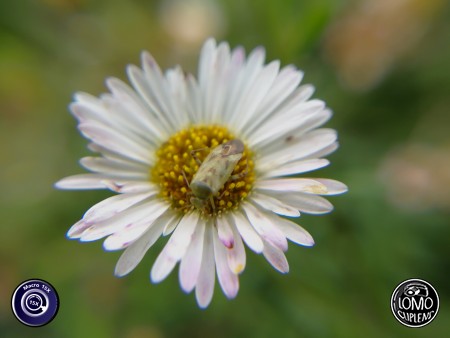 เจ้าแมลงตัวจิ๋ว  ประเภทเลนส์ Macro Scope 15x  อุปกรณ์ที่ใช้ถ่ายรูป Huawei >> Mate 9  รีวิวโดย Minnie