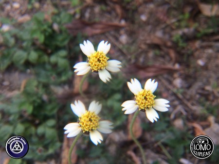 เป็นอีกเลนส์นึงที่ถ่ายแล้วสนุกแล้วได้ภาพแปลกตามากครับ  ประเภทเลนส์ Triangular Prism  อุปกรณ์ที่ใช้ถ่ายรูป Apple >> iPhone 5s  รีวิวโดย iSetUp