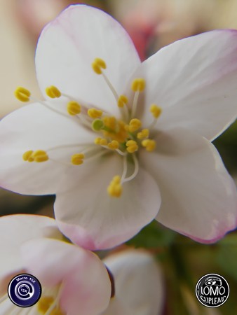 ซากุระจิ๋ว น่ารักจัง  ประเภทเลนส์ Macro Scope 15x  อุปกรณ์ที่ใช้ถ่ายรูป Huawei >> Mate 9  รีวิวโดย Minnie