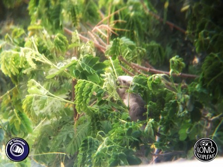 เจ้ากระรอกน้อย  ประเภทเลนส์ 8X Zoom Telescope  อุปกรณ์ที่ใช้ถ่ายรูป Apple >> iPhone 6  รีวิวโดย Minnie