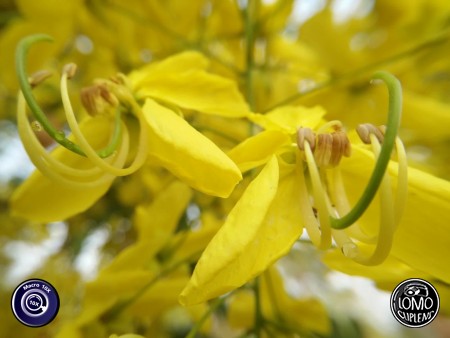 ใช้เลนส์แล้วถ่ายสวยดีค่ะ  ประเภทเลนส์ Macro Scope 10x  รีวิวโดย Kanjanaporn Sanarmart