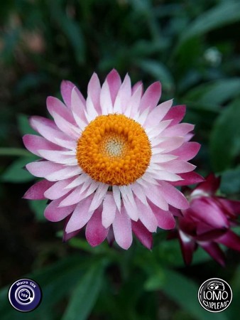 รีวิวสวยๆจากคุณลูกค้า  ประเภทเลนส์ Macro Scope 10x  อุปกรณ์ที่ใช้ถ่ายรูป Samsung >> Galaxy A7  รีวิวโดย Num Fon Orchids