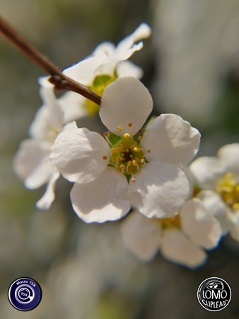 ดอกไม้สวยๆ ณ กรุงโซล เกาหลีใต้  ประเภทเลนส์ Macro Scope 15x  อุปกรณ์ที่ใช้ถ่ายรูป Huawei >> Mate 9  รีวิวโดย Minnie