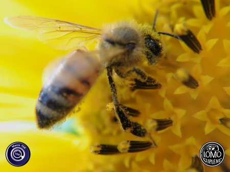 ละอองเกสรดอกทางตะวันบนตัวผึ้งน้อย  ประเภทเลนส์ Macro Scope 15x  อุปกรณ์ที่ใช้ถ่ายรูป Huawei >> Mate 9  รีวิวโดย Minnie