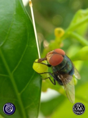 เลนส์มาโครถ่ายเล่นสนุกเลยค่ะ  ประเภทเลนส์ Macro Scope 10x  รีวิวโดย Sirilux Ardkew