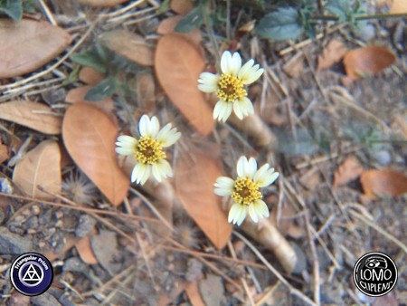 รู้สึกชอบเลนส์นี้มาก สนุกและเกร๋เฟ่อ  ประเภทเลนส์ Triangular Prism  อุปกรณ์ที่ใช้ถ่ายรูป Apple >> iPhone 6  รีวิวโดย Milinda