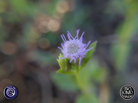 ดอกไม้จิ๋ว ละลายหลังสวยๆ  ประเภทเลนส์ Macro Scope 15x  อุปกรณ์ที่ใช้ถ่ายรูป Huawei >> Mate 9  รีวิวโดย Minnie