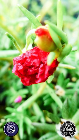 เพิ่งลองใช้เลนส์มาโครแบบจริงๆจังๆ ชอบมากๆเลยค่ะ กริบมาก แต่งแสงกับสีในไลท์รูมนิดหน่อย สวยมากก ใช้มือถือรุ่น Lenovo VibeZ  ประเภทเลนส์ Macro Scope 10x  อุปกรณ์ที่ใช้ถ่ายรูป Lenovo  รีวิวโดย PIMCHANOK I.