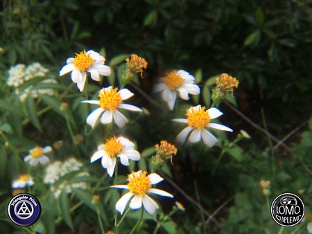 เป็นอีกเลนส์นึงที่ถ่ายแล้วสนุกแล้วได้ภาพแปลกตามากครับ  ประเภทเลนส์ Triangular Prism  อุปกรณ์ที่ใช้ถ่ายรูป Apple >> iPhone 5s  รีวิวโดย iSetUp