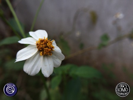 ช่วยให้สามารถถ่ายดอกไม้จากโทรศัพท์ได้สวยมากครับ  ประเภทเลนส์ Macro Scope 10x  อุปกรณ์ที่ใช้ถ่ายรูป Apple >> iPhone 5s  รีวิวโดย iSetUp