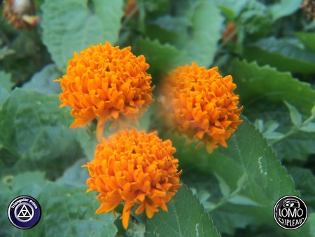 เป็นอีกเลนส์นึงที่ถ่ายแล้วสนุกแล้วได้ภาพแปลกตามากครับ  ประเภทเลนส์ Triangular Prism  อุปกรณ์ที่ใช้ถ่ายรูป Apple >> iPhone 5s  รีวิวโดย iSetUp