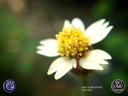 ชอบบมาากกกกกกกกค่ะ  ประเภทเลนส์ Macro Scope 15x  อุปกรณ์ที่ใช้ถ่ายรูป OPPO  รีวิวโดย Neornee Rnee