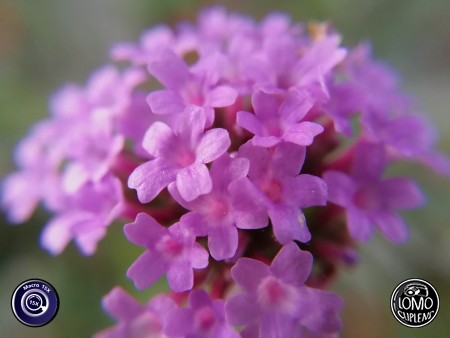 ดอกไม้จิ๋ว  ประเภทเลนส์ Macro Scope 15x  อุปกรณ์ที่ใช้ถ่ายรูป Huawei >> Mate 9  รีวิวโดย Minnie