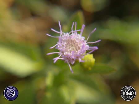 น้ำค้างบนดอกหญ้าจิ๋ว  ประเภทเลนส์ Macro Scope 15x  อุปกรณ์ที่ใช้ถ่ายรูป Huawei  รีวิวโดย Minnie