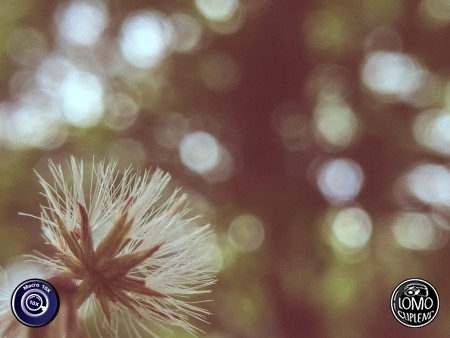 ไม่เชื่อก็ต้องเชื่อ ว่านี่คือเลนส์มาโครเสริมมือถือ  ประเภทเลนส์ Macro Scope 10x  อุปกรณ์ที่ใช้ถ่ายรูป Apple >> iPhone 5s  รีวิวโดย SetUp