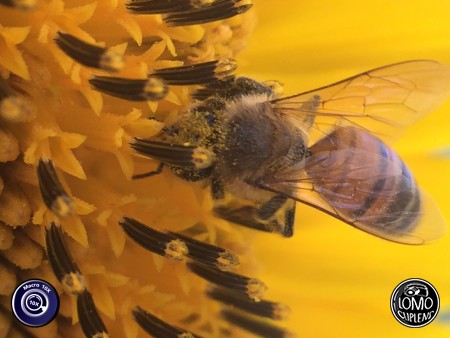 เจ้าผึ้งน้อยในดอกทานตะวัน ที่กำลังบาน  ประเภทเลนส์ Macro Scope 10x  อุปกรณ์ที่ใช้ถ่ายรูป Apple >> iPhone 6  รีวิวโดย iSetUp