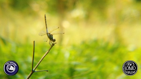 เลนส์ซูม + กล้องมือถือ vivo y27  ประเภทเลนส์ 12X Zoom Telescope  รีวิวโดย Kittitach Nilvisut