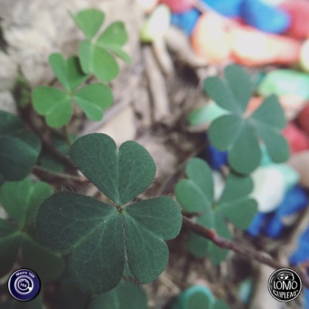 ชอบเลนส์มาโครค่ะ ถ่ายสวย  ประเภทเลนส์ Macro Scope 10x  อุปกรณ์ที่ใช้ถ่ายรูป Apple >> iPhone 6  รีวิวโดย NooNy