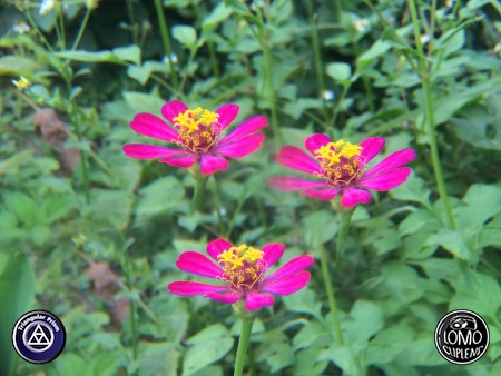 เป็นอีกเลนส์นึงที่ถ่ายแล้วสนุกแล้วได้ภาพแปลกตามากครับ  ประเภทเลนส์ Triangular Prism  อุปกรณ์ที่ใช้ถ่ายรูป Apple >> iPhone 5s  รีวิวโดย iSetUp