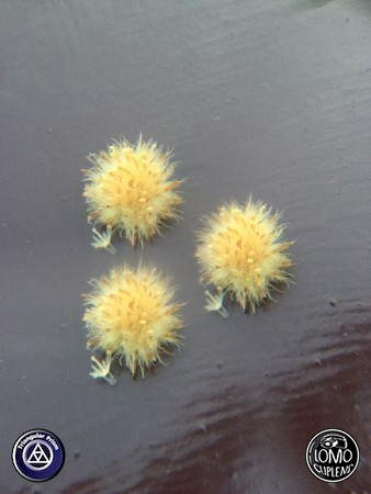 ถ่ายรูปแปลกแหวกแนวได้อีก  ประเภทเลนส์ Triangular Prism  อุปกรณ์ที่ใช้ถ่ายรูป Apple >> iPhone 6  รีวิวโดย Milinda