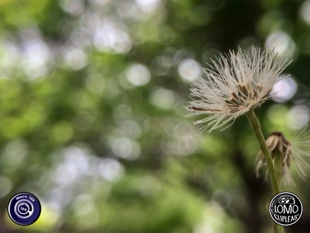 ทำโบเก้ ด้วยเลนส์มือถือง่ายๆ  ประเภทเลนส์ Macro Scope 10x  อุปกรณ์ที่ใช้ถ่ายรูป Apple >> iPhone 5s  รีวิวโดย SetUp