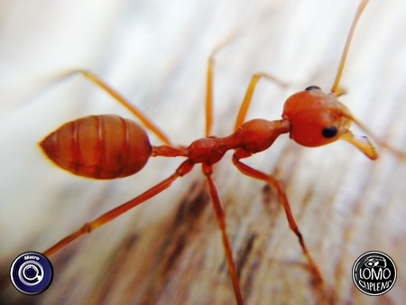 ขอบคุณรีวิวสวยๆจากคุณ Pond  ประเภทเลนส์ Macro (normal)  อุปกรณ์ที่ใช้ถ่ายรูป Apple >> iPhone 5