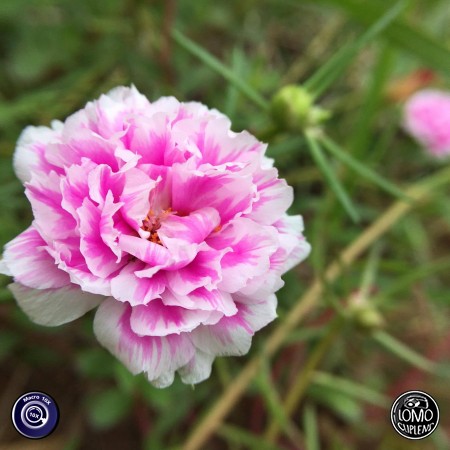 ชอบเลนส์มาโครมากเลย  ประเภทเลนส์ Macro Scope 10x  อุปกรณ์ที่ใช้ถ่ายรูป Apple  รีวิวโดย Fai Peeriya