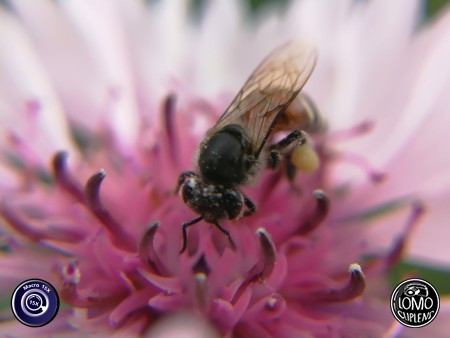 ผึ้งน้อยจอมขยัน  ประเภทเลนส์ Macro Scope 15x  อุปกรณ์ที่ใช้ถ่ายรูป Huawei >> Mate 9  รีวิวโดย Minnie