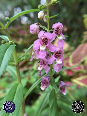 หน้าชัดหลังเบลอ ชอบมากจริงๆ  ประเภทเลนส์ Macro Scope 10x  อุปกรณ์ที่ใช้ถ่ายรูป Apple >> iPhone 6  รีวิวโดย Minnie