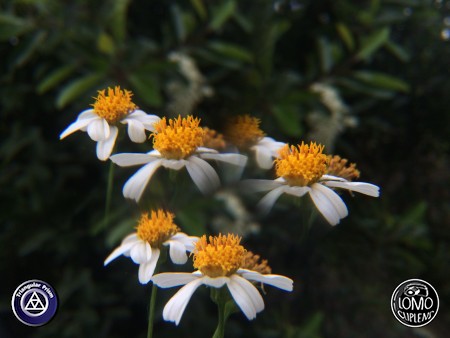 ไม่ว่างจะถ่ายกับกล้องโทรศัพท์มือถือรุ่นไหน ก็ทำให้ได้ภาพที่แปลกตาดีครับ  ประเภทเลนส์ Triangular Prism  อุปกรณ์ที่ใช้ถ่ายรูป Apple >> iPhone 5s  รีวิวโดย iSetUp