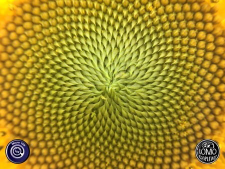 เจ้าผึ้งน้อยในดอกทานตะวัน ที่กำลังบาน  ประเภทเลนส์ Macro Scope 10x  อุปกรณ์ที่ใช้ถ่ายรูป Apple >> iPhone 6  รีวิวโดย iSetUp