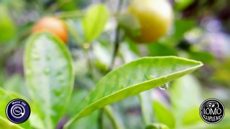 เลนส์ถ่ายสวยมาก  ประเภทเลนส์ Macro Scope 10x  อุปกรณ์ที่ใช้ถ่ายรูป Samsung >> Galaxy Note 5  รีวิวโดย Suphatcharee Leklab