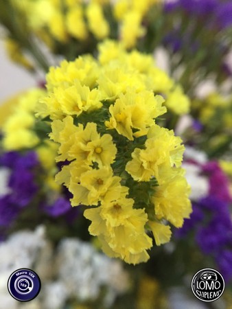 ถ่ายยังไงก็สวย  ประเภทเลนส์ Macro Scope 10x  อุปกรณ์ที่ใช้ถ่ายรูป Apple >> iPhone 6  รีวิวโดย Minnie