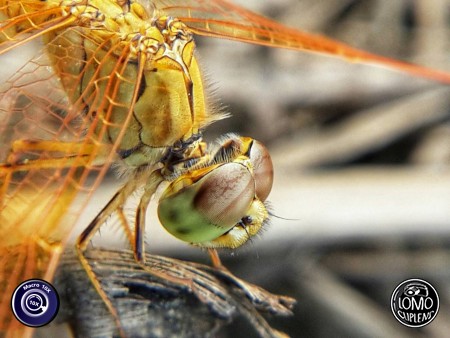 ไม่เชื่อก็ต้องเชื่อว่าภาพสวยๆแบบนี้ใช้มือถือถ่ายได้  ประเภทเลนส์ Macro Scope 10x  อุปกรณ์ที่ใช้ถ่ายรูป Samsung >> Galaxy S4  รีวิวโดย สุระสิทธิ์