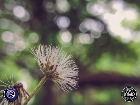 ไม่เคยคิดมาก่อนเลยครับว่าเลนส์มือถือจะทำโบโก้ได้สวยแบบนี้  ประเภทเลนส์ Macro Scope 10x  อุปกรณ์ที่ใช้ถ่ายรูป Apple >> iPhone 5s  รีวิวโดย SetUp